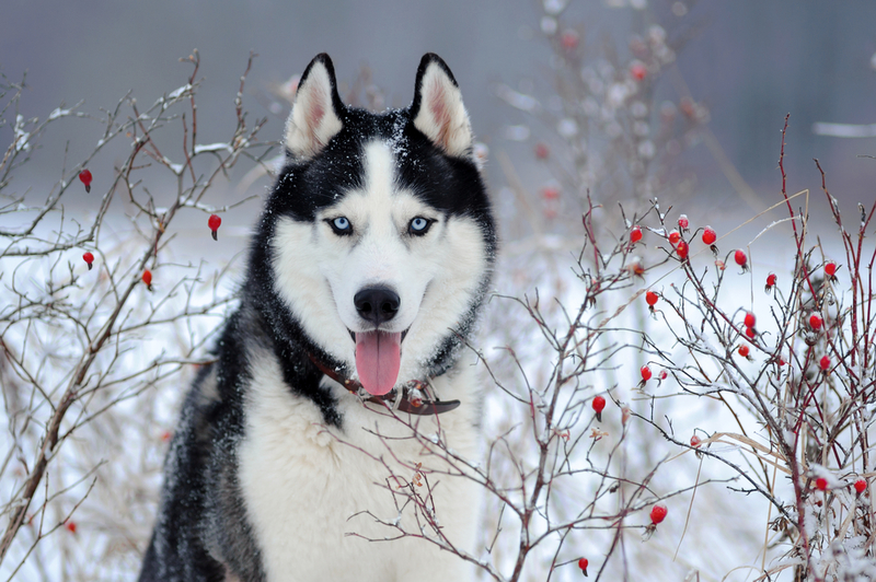 Husky do Alasca | Shutterstock