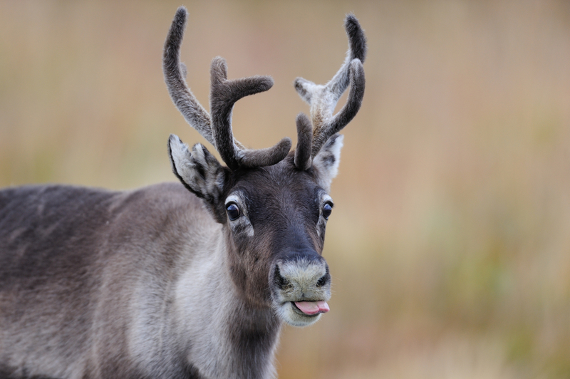 Nein, ich habe keine rote Nase! | MM.Wildlifephotos/Shutterstock