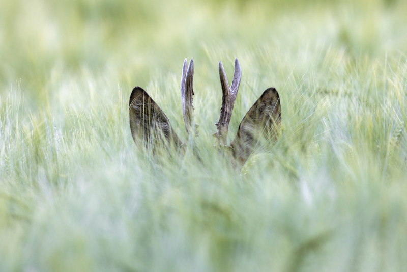 Wenn ich ihn nicht sehen kann, kann er mich auch nicht sehen | Getty Images Photo by Andyworks