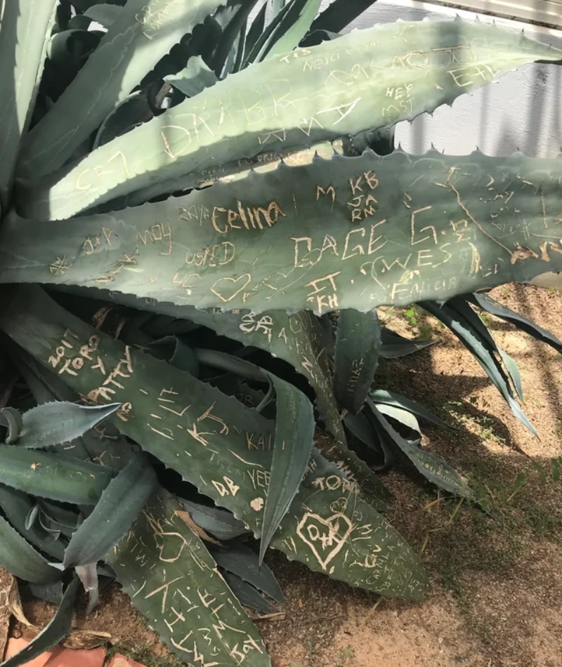 Botanical Garden Graffiti | Reddit.com/jerricka