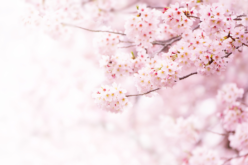 Japanese Approaches to a Happier Life and Self | Shutterstock