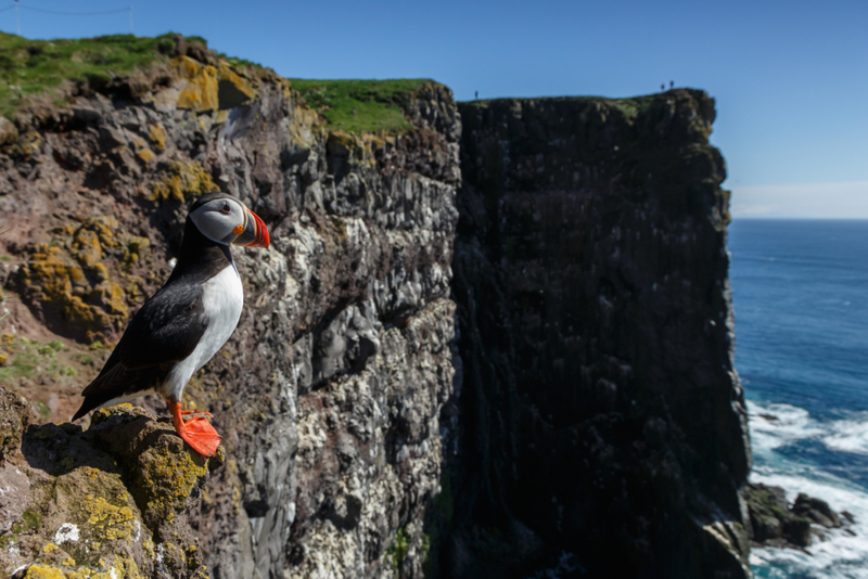 Los pájaros de Islandia | Alamy Stock Photo