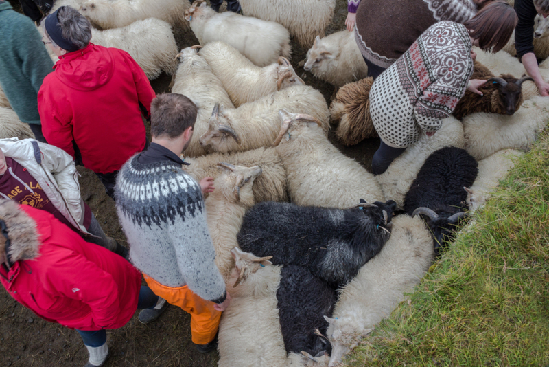 La población de ovejas de Islandia | Alamy Stock Photo