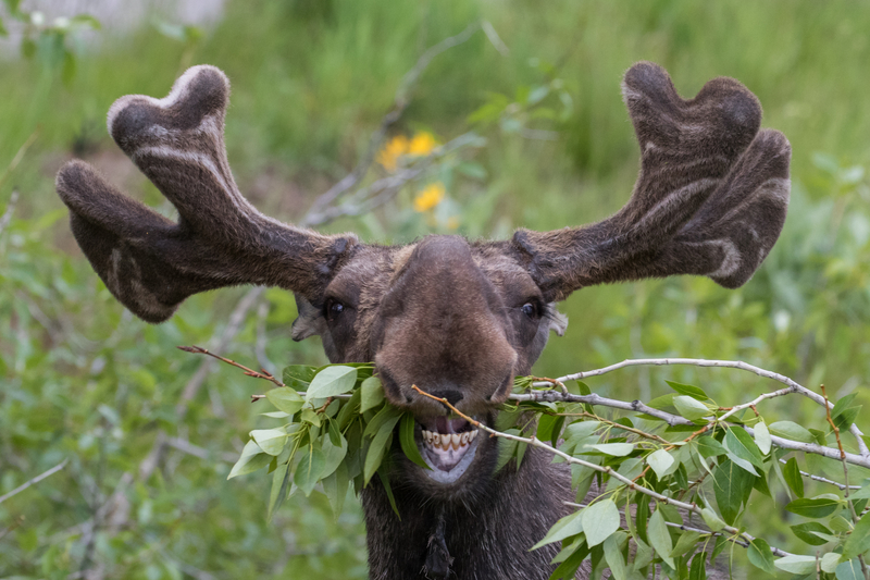 Criatura alienígena | Getty Images Photo by SBTheGreenMan