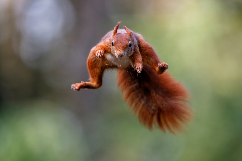 Cuidado com o esquilo vermelho! | Henk Bogaard/Shutterstock