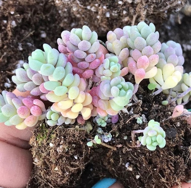 Succulent Candy | Reddit.com/keilasaur