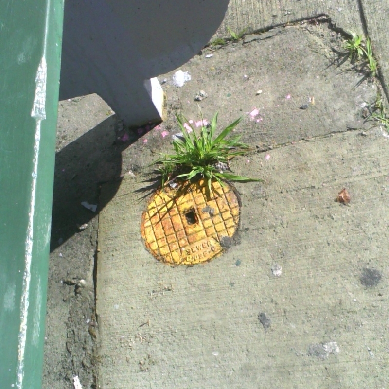 Express Pineapple | Imgur.com/xbqLd