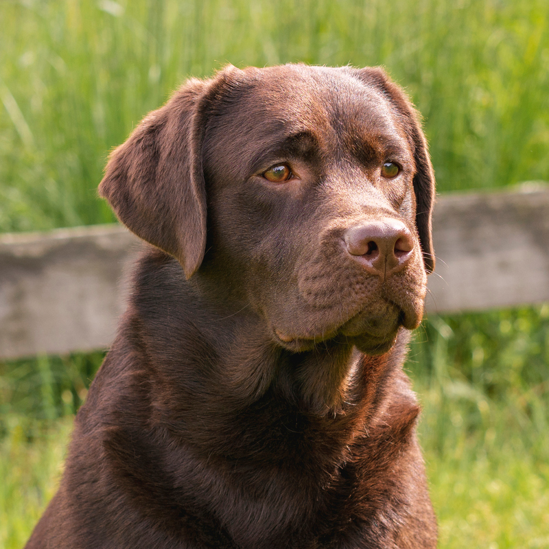 Stray in a Park | Mikayla Nicole Photo/Shutterstock