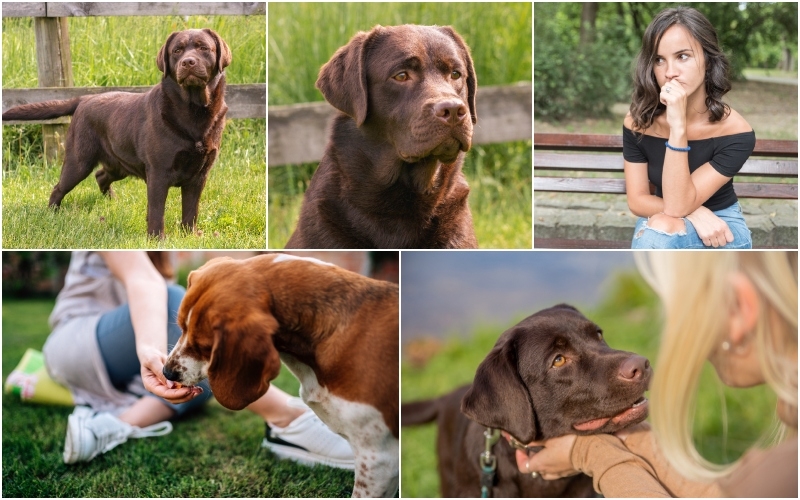 This Young Lady Fed a “Homeless” Dog but Then She Reads His Collar | Mikayla Nicole Photo/Shutterstock & Srdjan Randjelovic/Shutterstock & Branislav Nenin/Shutterstock & dikkenss/Shutterstock