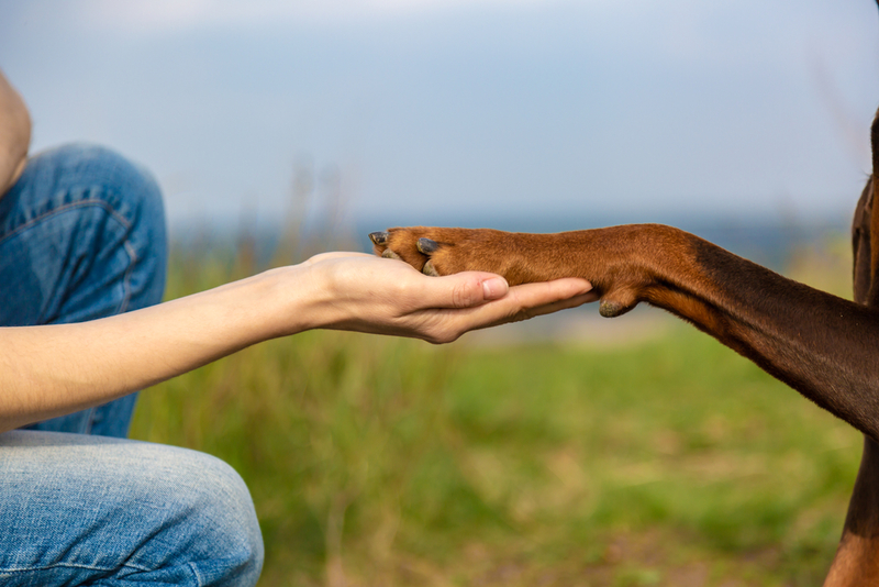 Suddenly, They Were a Family | Vasyliuk/Shutterstock