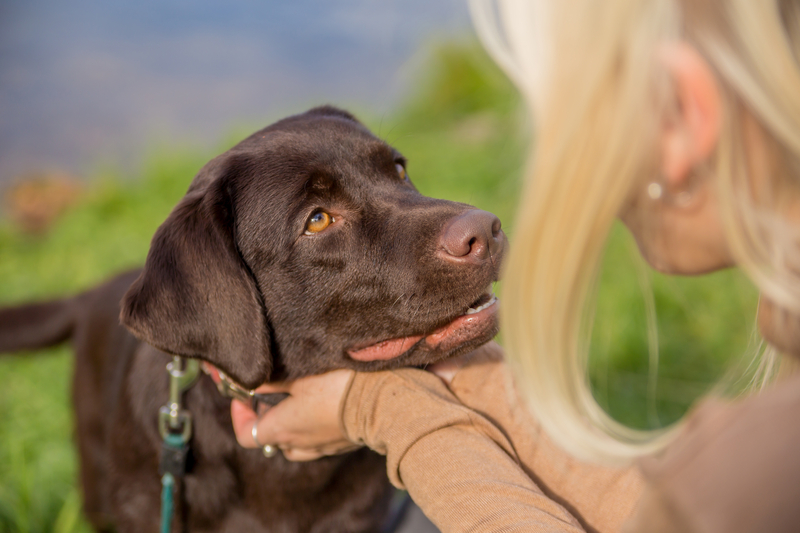 Treats in the Park | dikkenss/Shutterstock