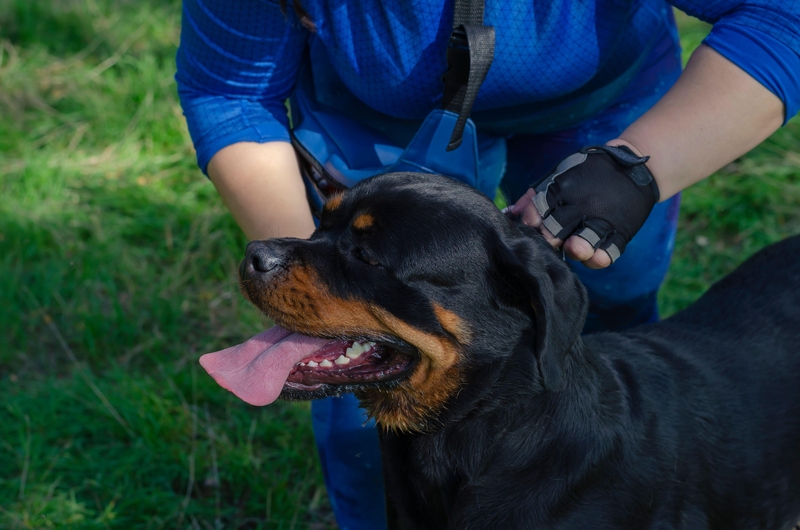 A Bizzare Message on the Collar | Alamy Stock Photo by Mikhail Dmitriev