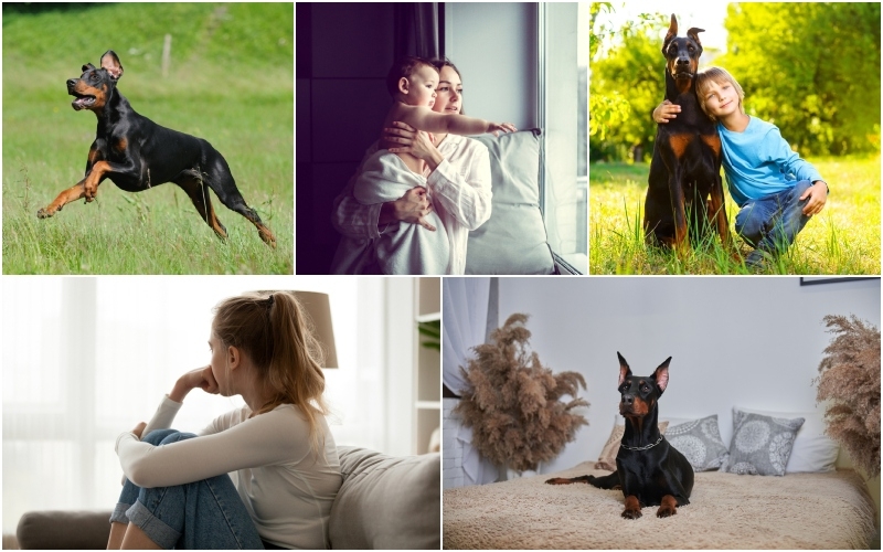 This Young Lady Fed a “Homeless” Dog but Then She Reads His Collar | anetapics/Shutterstock & Natalia Lebedinskaia/Shutterstock & MaKo-studio/Shutterstock & fizkes/Shutterstock & e-Kis/Shutterstock