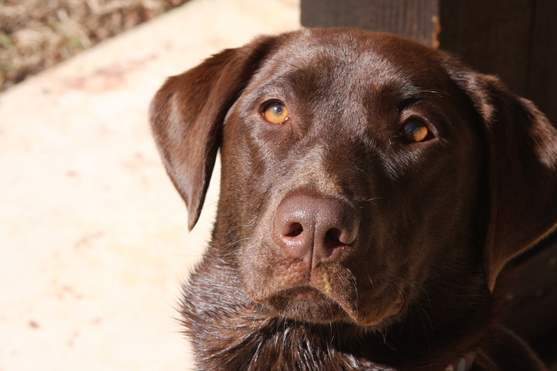 Jacko the Labrador | Wirestock Creators/Shutterstock