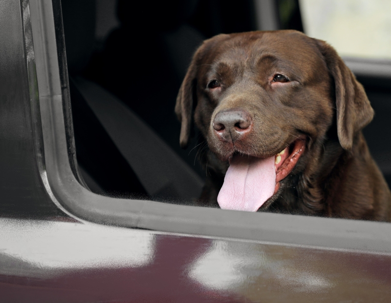 The Car Drive | New Africa/Shutterstock