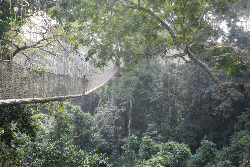 Canopy Walk, Ghana | Alamy Stock Photo by Zute Lightfoot