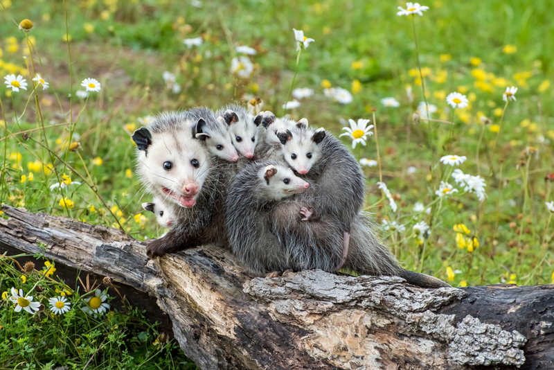 ¿Cómo voy a hacer esto? | Evelyn D. Harrison/Shutterstock