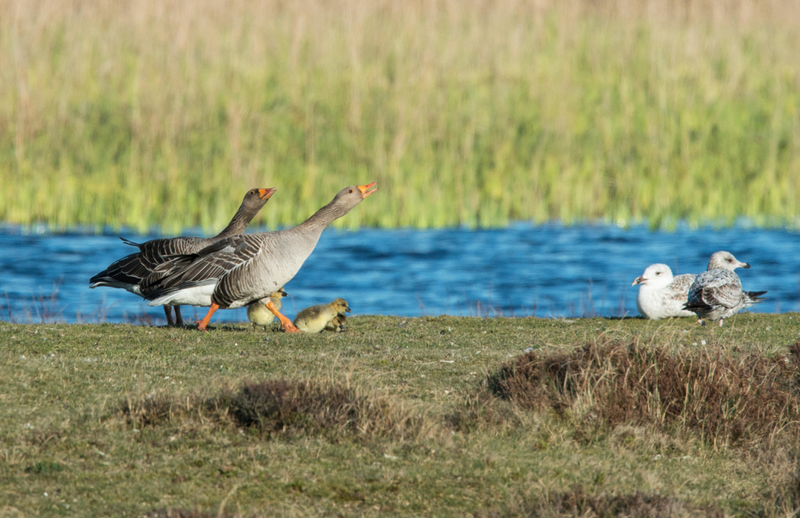 Deja de molestar a mis hijos | Alamy Stock Photo by Roger Powell/Nature Picture Library 