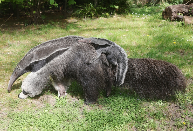 Mamá, ¿puedes llevarme? | Alamy Stock Photo by Oliver Berg/dpa picture alliance/Alamy Live News