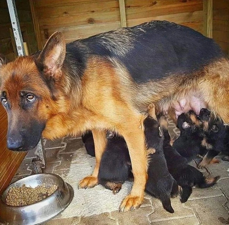 A lo mejor consigo comer uno de estos días | Reddit.com/Anonymous