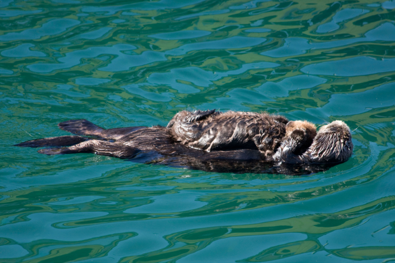 Flotando con papá | Alamy Stock Photo by Laurie J. Bliss