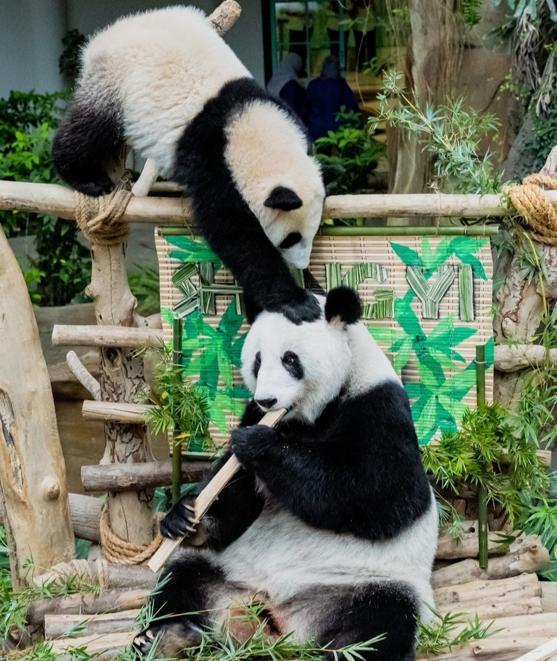 Mamá, ¿qué haces? | Getty Images Photo by Zhu Wei