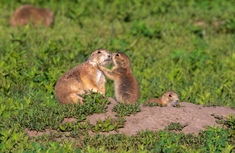 Buenos días, cariño | Alamy Stock Photo by Ivan Kuzmin