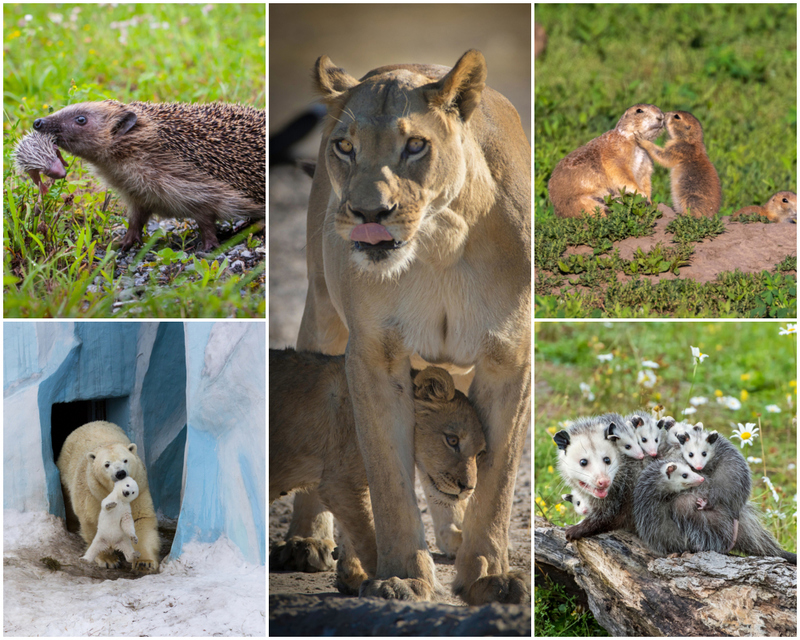 Padres del mundo animal con los que nos identificamos | Alamy Stock Photo by blickwinkel/S Gerth & Stephen Adams & Ivan Kuzmin & Belovodchenko Anton/Shutterstock & Evelyn D. Harrison/Shutterstock