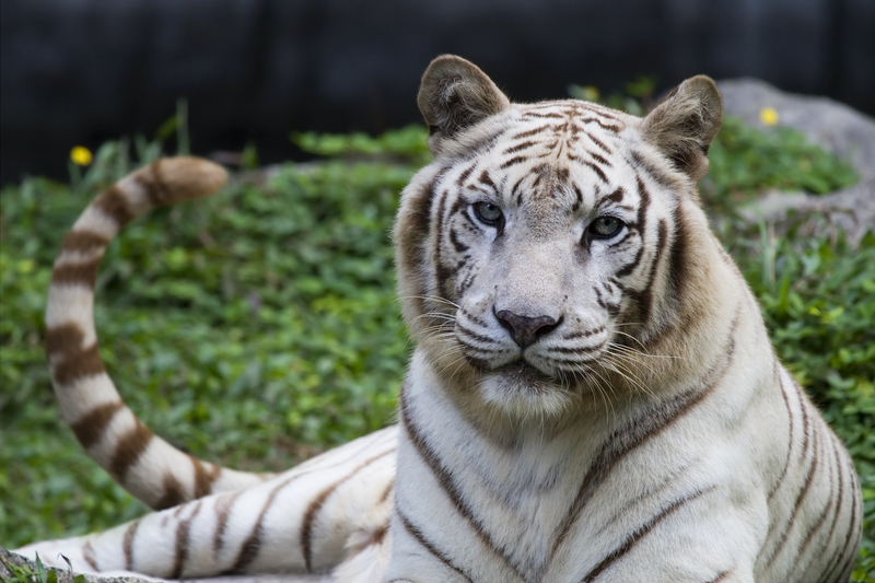 You Won’t Find White Tigers Anywhere Else in the World But Here | Shutterstock