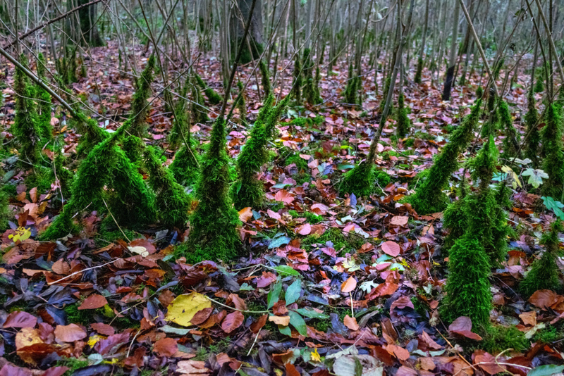 Pequenas Árvores | Alamy Stock Photo by JOY WALKER