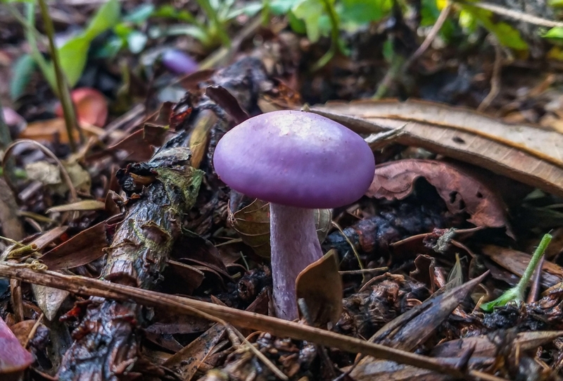 Cogumelo Mágico? | Alamy Stock Photo by Roberto Dziura Jr.