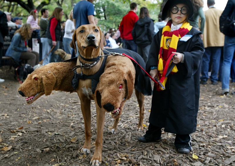 Halloween Zerberus ist extrem furchterregend | Getty Images Photo by Mario Tama