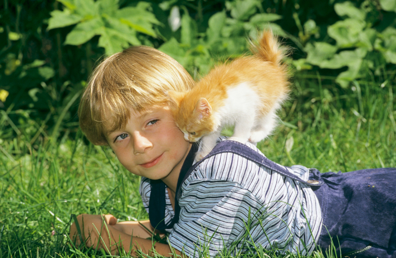 Japanische Bobtail | Alamy Stock Photo by Juniors Bildarchiv GmbH/F215