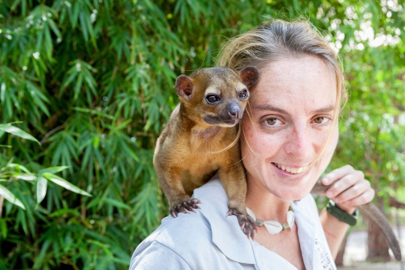 Kinkajous | Alamy Stock Photo by Danita Delimont 