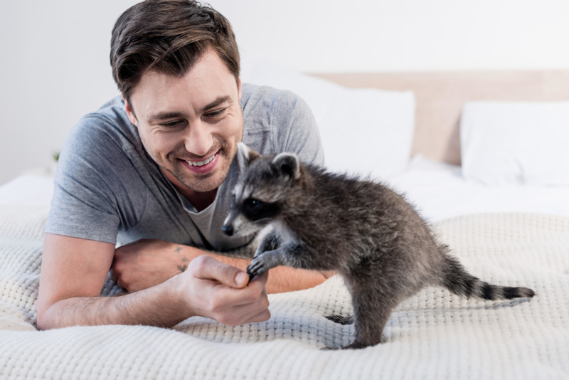 Waschbären | Alamy Stock Photo by LightField Studios Inc. 