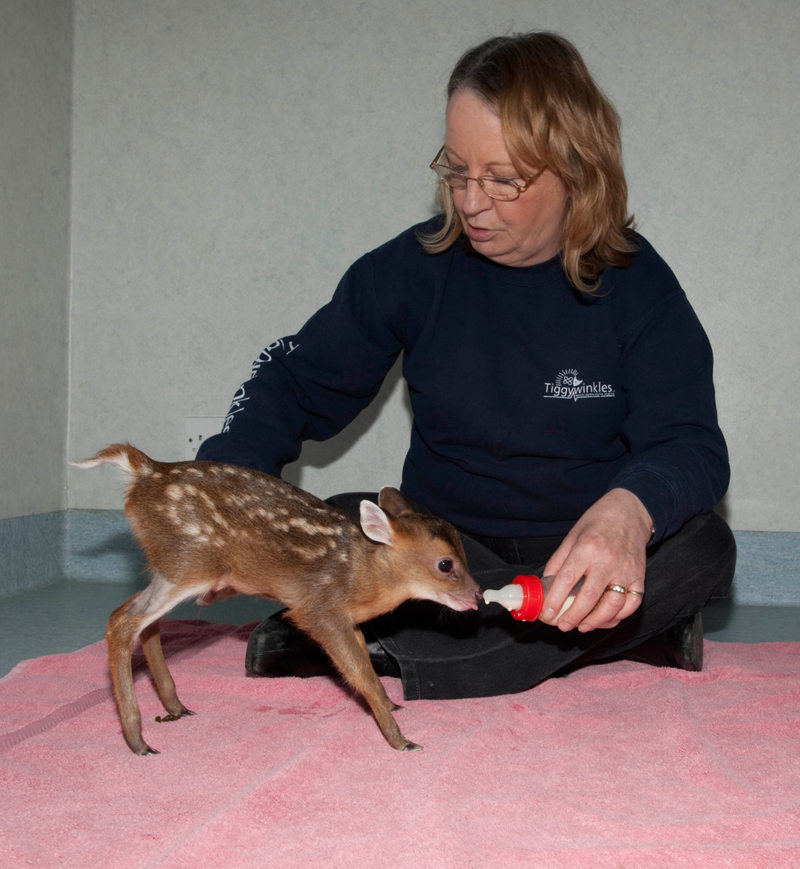 Muntjac-Hirsche | Alamy Stock Photo by Les Stocker 