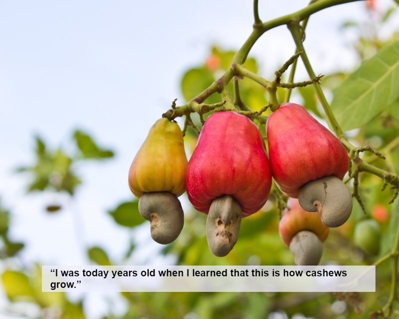 From Unappetizing Apple to Nutty Goodness | Shutterstock