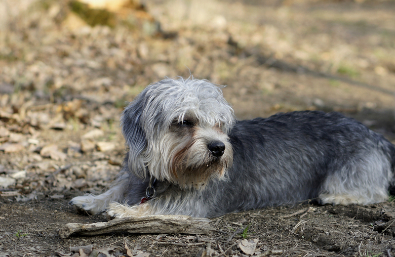 Dandie Dinmont Terrier | Shutterstock 