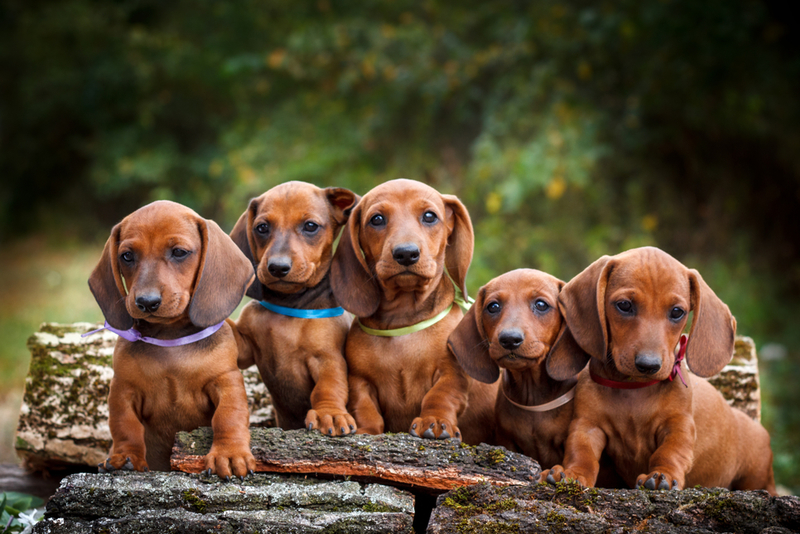 Dachshund | Shutterstock 