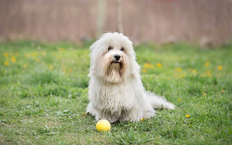 Coton de Tulear | Shutterstock