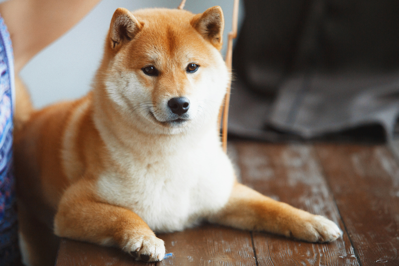 Shiba Inu | Shutterstock 