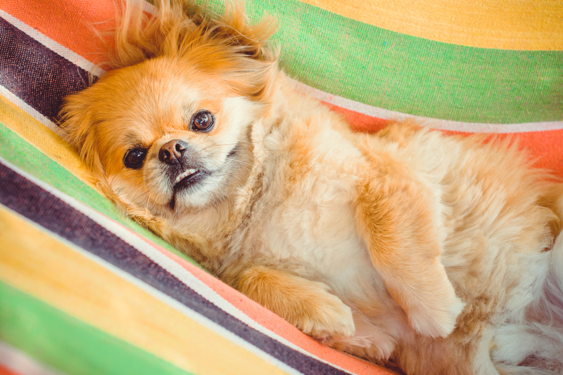 Pekingese | Shutterstock 