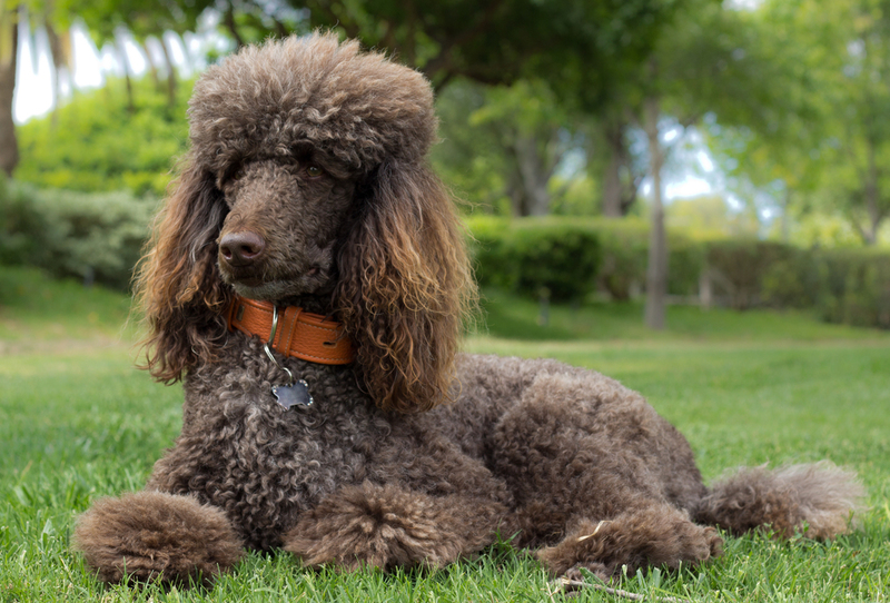 Poodle | Shutterstock 