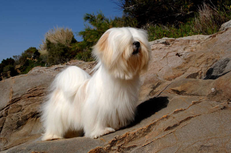 Lhasa Apso | Shutterstock