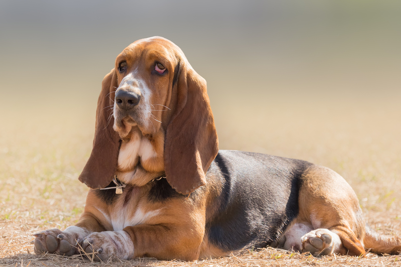 Basset Hound | Shutterstock 