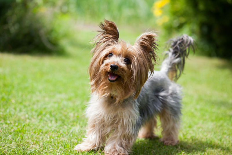 Yorkshire Terrier | Shutterstock 