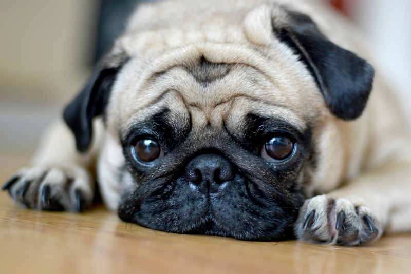 Pug | Shutterstock