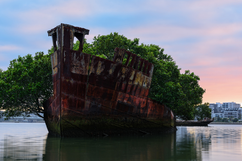 102 Jahre alter schwimmender Wald in Sydney, Australien | Getty Images Photo by Chumphoo