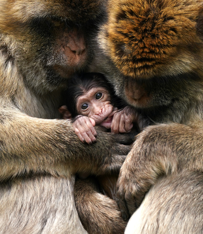 Kuschelzeit! | Getty Images Photo by Andrew Milligan/PA Images