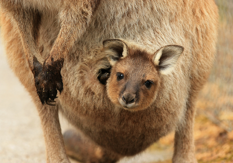 In Mamas Beutel sicher bleiben | K.A.Willis/Shutterstock